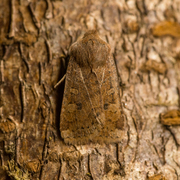 The Chestnut (Conistra vaccinii)