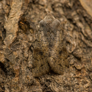 Clouded Drab (Orthosia incerta)