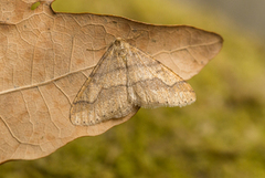 Dotted Border (Agriopis marginaria)