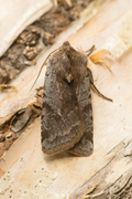 Red Chestnut (Cerastis rubricosa)