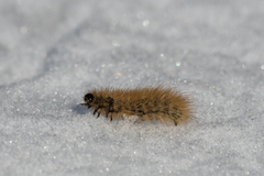 Ruby Tiger (Phragmatobia fuliginosa)