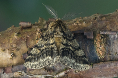 Brindled Beauty (Lycia hirtaria)