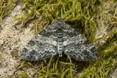 The Seraphim (Lobophora halterata)