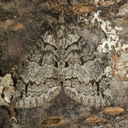 May Highflyer (Hydriomena impluviata)