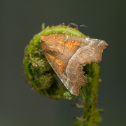 Flikfly (Scoliopteryx libatrix)