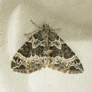 Small Phoenix (Ecliptopera silaceata)