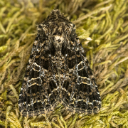 Mørkt nellikfly (Hadena bicruris)