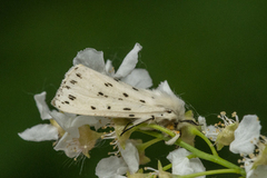 White Ermine (Spilosoma lubricipeda)