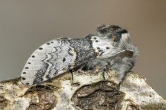 Sallow Kitten (Furcula furcula)