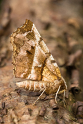 Blek månemåler (Selenia dentaria)