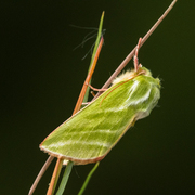 Rødfrynset båtfly (Pseudoips prasinana)