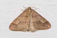 Dotted Border (Agriopis marginaria)