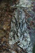 Rannoch Sprawler (Brachionycha nubeculosa)