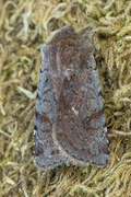 Red Chestnut (Cerastis rubricosa)