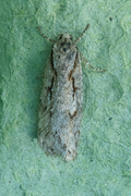 Semioscopis avellanella