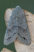 Lead-coloured Drab (Orthosia populeti)