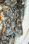 Early Grey (Xylocampa areola)