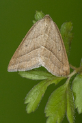 Brown Silver-line (Petrophora chlorosata)