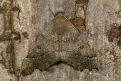 Scalloped Hazel (Odontopera bidentata)