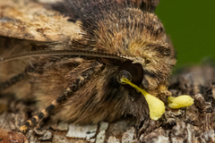 Kileengfly (Apamea crenata)