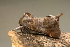 Dvergstjertspinner (Clostera pigra)