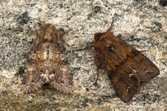 Broom Moth (Ceramica pisi)