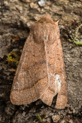 Common Quaker (Orthosia cerasi)
