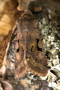 Hebrew Character (Orthosia gothica)