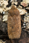 Variabelt flatfly (Conistra vaccinii)