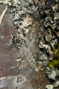 Vintermåler (Alsophila aescularia)