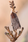 Red Chestnut (Cerastis rubricosa)