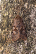 Hebrew Character (Orthosia gothica)