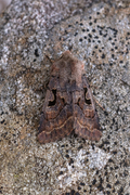 Hebrew Character (Orthosia gothica)
