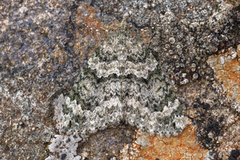 Autumn Green Carpet (Chloroclysta miata)