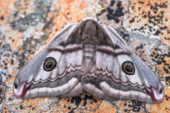 Nattpåfugløye (Saturnia pavonia)