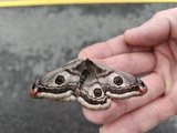 Nattpåfugløye (Saturnia pavonia)