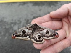 Emperor Moth (Saturnia pavonia)