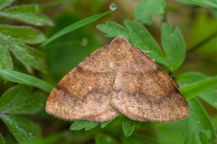Barred Umber (Plagodis pulveraria)