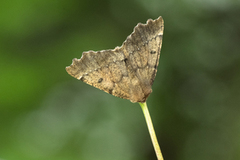 Scalloped Hazel (Odontopera bidentata)