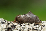 Brun vårtannspinner (Odontosia carmelita)