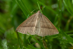 Brown Silver-line (Petrophora chlorosata)
