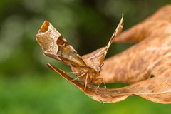 Praktmånemåler (Selenia tetralunaria)