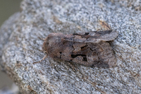 Buemerket seljefly (Orthosia gothica)