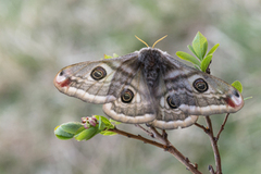 Emperor Moth (Saturnia pavonia)