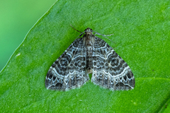 Small Phoenix (Ecliptopera silaceata)