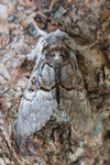 Hasselmunkefly (Colocasia coryli)