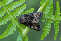 Lyktebærerfly (Euplexia lucipara)