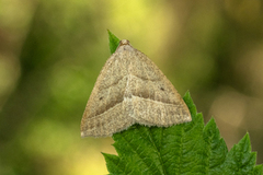 Brown Silver-line (Petrophora chlorosata)