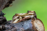 Tannet perikumfly (Actinotia polyodon)