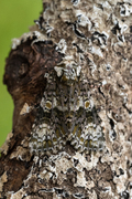 Askekveldfly (Craniophora ligustri)